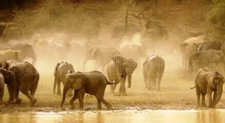 Eléphants dans le parc national de Zakouma. Alwihda Info/M.A.