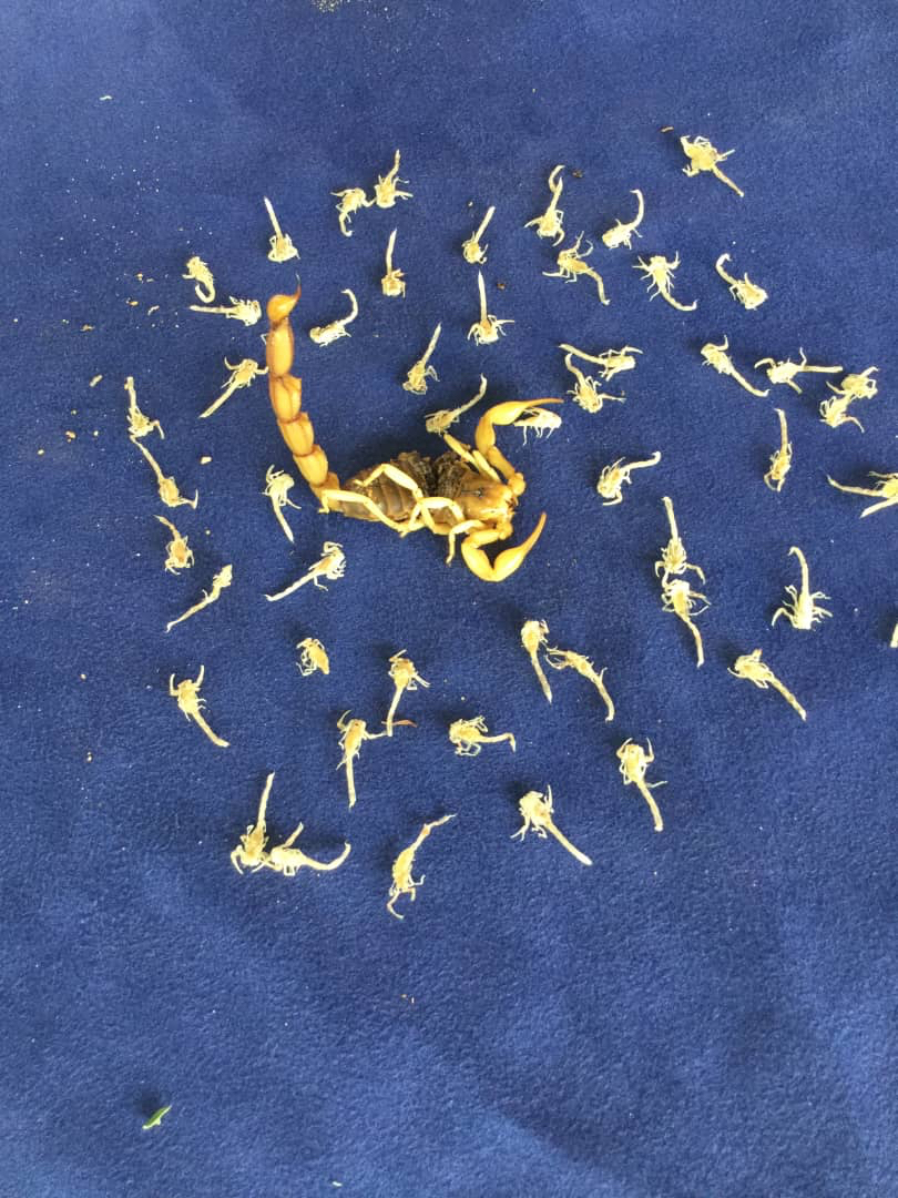 Scorpion Androctonus australis et ses pullus capturés à Kalaït.