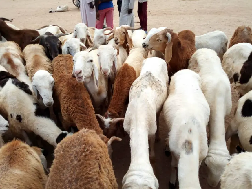 Des moutons dans un marché de bétail. © Alwihda Info