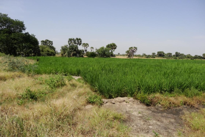 Un aménagement Hydro-Agricole du Bahr Linia. © AFD