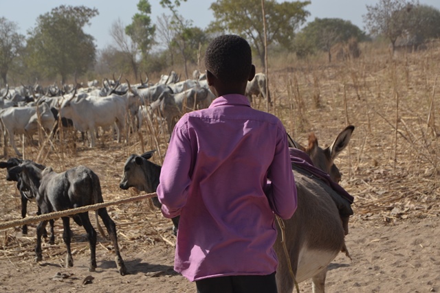 Illustration. Un enfant donné à des éleveurs par ses parents pour un salaire équivalent à un bœuf. © DR/Brya/Tchadmeilleur