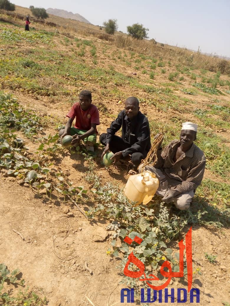 Tchad : une formation en immersion sur la culture maraîchère à Goz Beida. © Alwihda Info