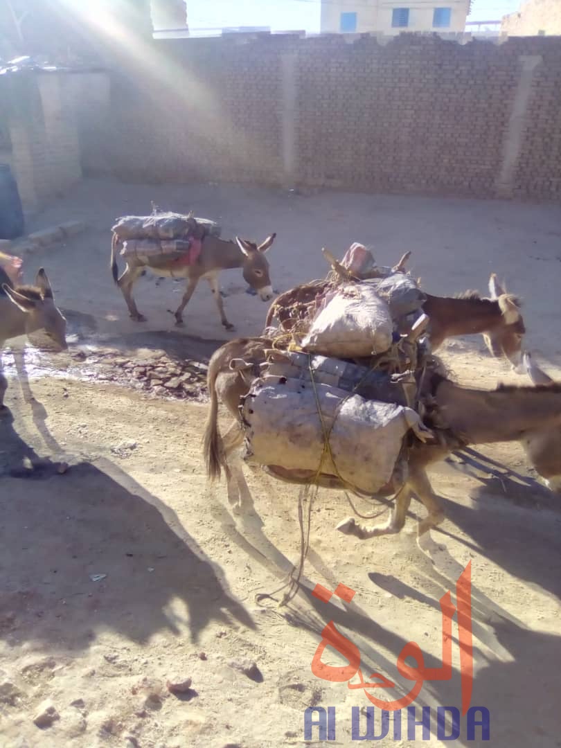 Des sacs de charbons transportés par des ânes à Abéché, dans la province du Ouaddaï. Tchad. © Alwihda Info/A.I.