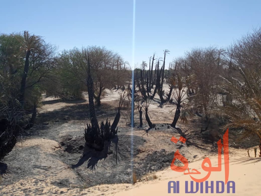 Tchad : un incendie ravage plus de 5.000 pieds de dattiers au Borkou. © Alwihda Info