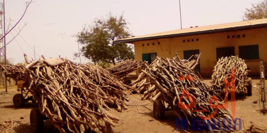 Tchad : déforestation, les services environnementaux sur les nerfs au Mayo Kebbi Ouest. © Foka Mapagne/Alwihda Info