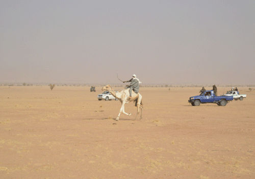 Un dromadaire à Amdjarass en 2016. © Dr/Pr