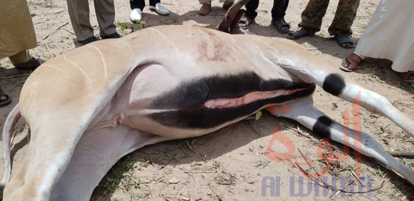 Tchad : antilopes chevalines abattues, les carcasses offertes aux détenues. © Denis Mbairemadji Axel/Alwihda Info