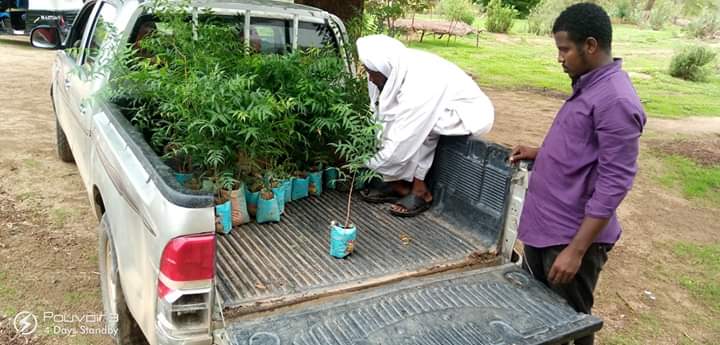 Tchad : à l'Est, la lutte contre la désertification mobilise les citoyens