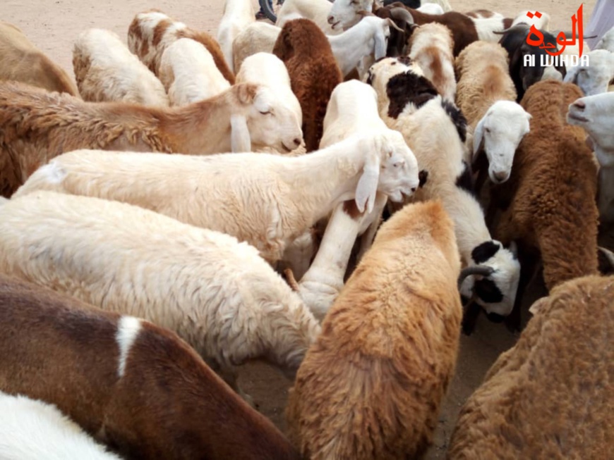 Un troupeau de moutons au Tchad. Illustration © Alwihda Info