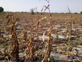 Tchad : des troupeaux d'éléphants font des dégâts à Baltram. © Mbainaissem Gédéon Mbeïbadoum/Alwihda Info