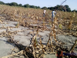 Tchad : des troupeaux d'éléphants font des dégâts à Baltram. © Mbainaissem Gédéon Mbeïbadoum/Alwihda Info