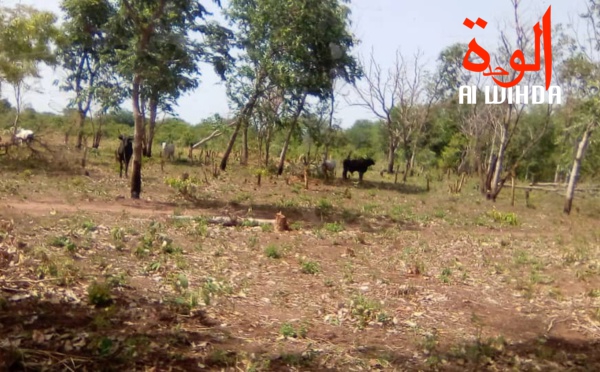 Un paysage forestier au Mayo Kebbi Ouest. Illustration © Foka Mapagne/Alwihda Info