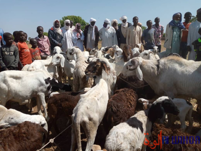 Tchad : la vaccination de 400.000 têtes d'animaux lancée au Lac