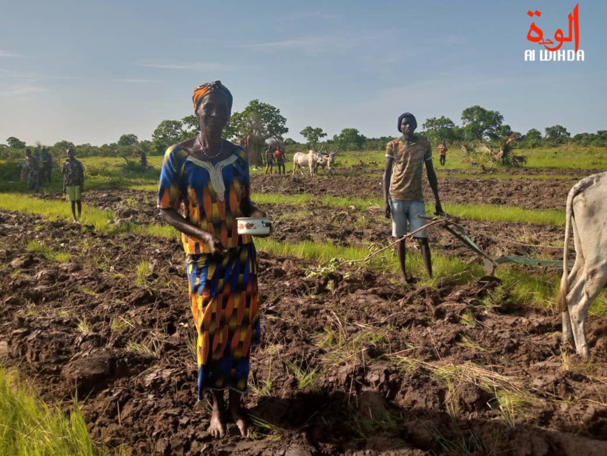 Tchad : des jeunes s'organisent pour les activités agricoles dans les villages