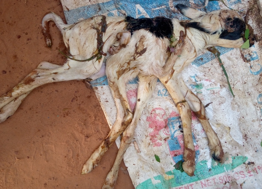 Tchad : naissance d'agneaux à 7 et 6 pattes dans la Kabbia