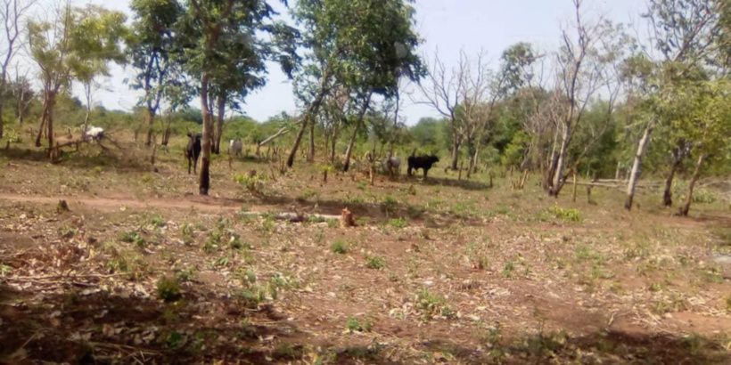 Tchad : des otages libérés au Mayo Kebbi Ouest