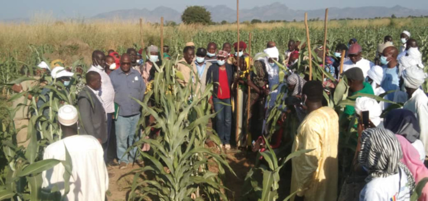 Tchad : la ministre du Développement agricole au chevet des provinces du Guera, Batha et Salamat