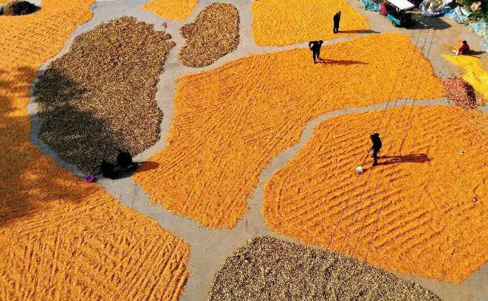 Farmers sun-dry corns and peanuts in Panji village, Yangyi township, Ningling county, Shangqiu, central China's Henan province, Sept. 23, 2022. (Photo by Lv Zhongxiang/People's Daily Online)