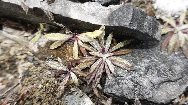 Saussurea gnaphalodes found on Mount Qomolangma by a team tasked with a seed-collection mission on the mountain by the Germplasm Bank of Wild Species in the Kunming Institute of Botany under the Chinese Academy of Sciences in Kunming, the capital of southwest China's Yunnan province. (Photo courtesy of Kunming Institute of Botany, Chinese Academy of Sciences)