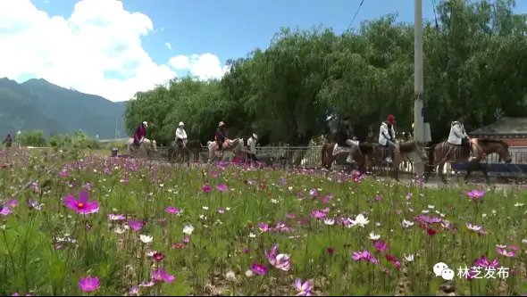 Tourists ride horses and enjoy flowers in Nyingchi, southwest China's Xizang autonomous region. (Photo from the official account of the Nyingchi Radio and TV Station on WeChat)