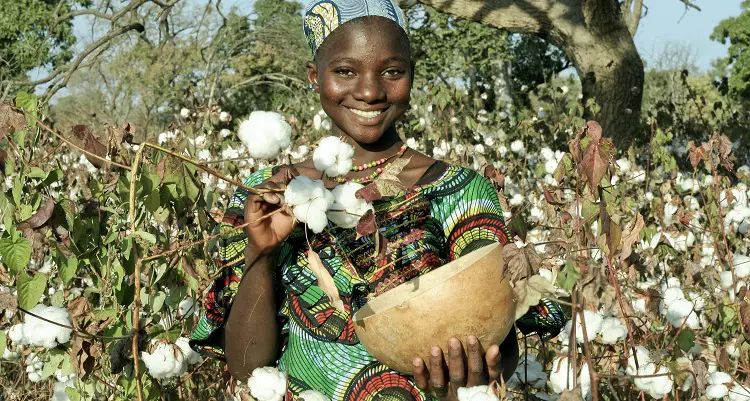 Tchad : CotonTchad veut mobiliser les investissements pour une agriculture durable