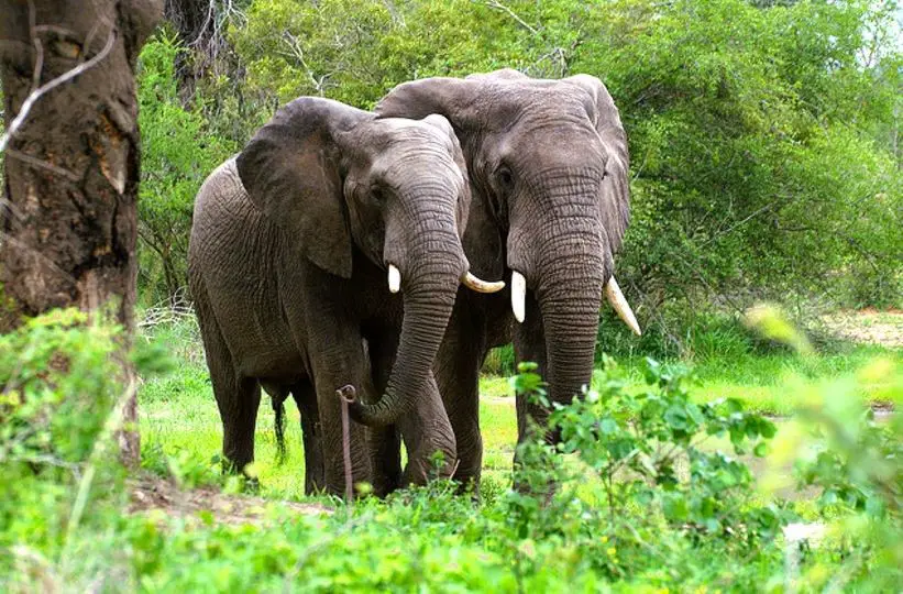 Côte d’Ivoire : Le gouvernement renforce la protection des éléphants menacés d’extinction