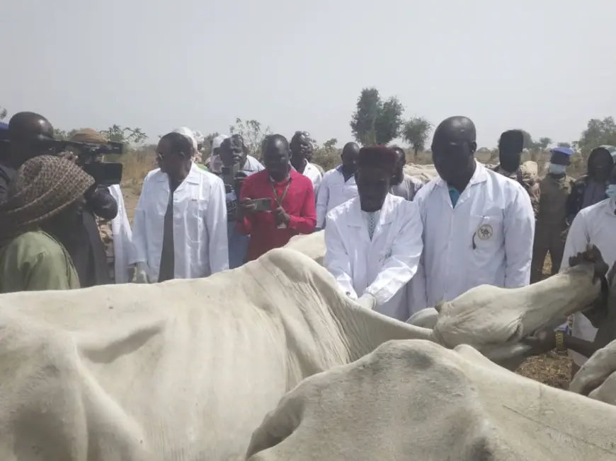 Tchad : plus de 1,5 million des bétails seront vaccinés au Mayo Kebbi Ouest