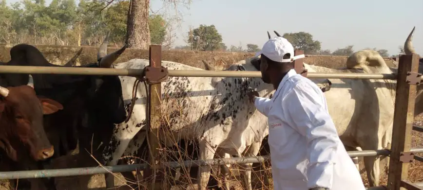 Tchad : la campagne de vaccination contre la PPCB et les pestes des petits ruminants lancée à Goré