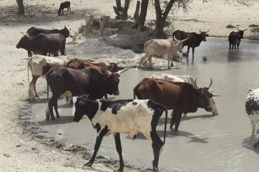 Tchad - Crise dans le Sud-Kanem : 15 000 bovins en danger!