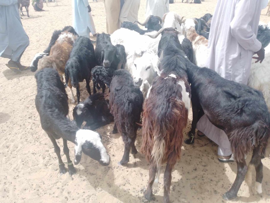 Tchad : fluctuations des prix du mouton à Moussoro