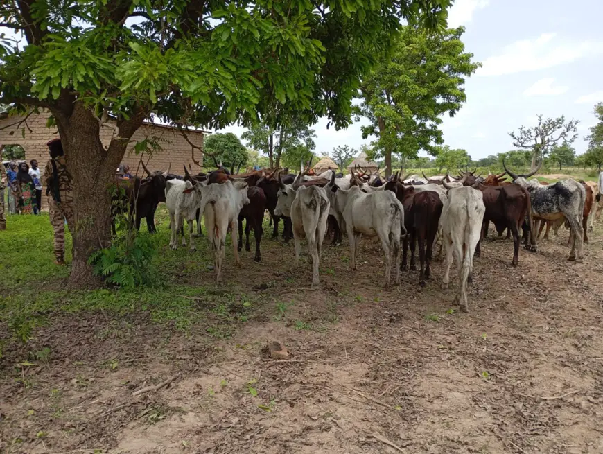 Tchad : 46 des 503 bœufs emportés au village Toumbao retrouvés