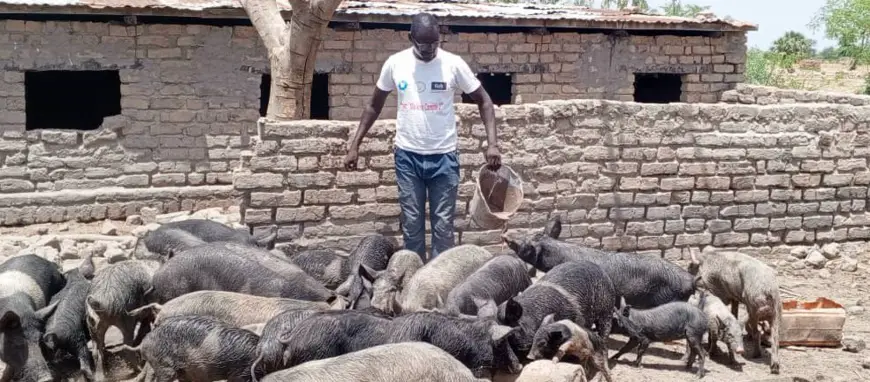 Tchad - Vansou Tommy Osborn : Un jeune entrepreneur tchadien qui inspire par sa persévérance et son succès dans l'élevage porcin