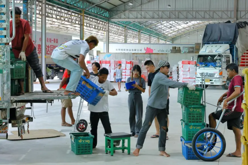 Workers transfer mangosteens outside a mangosteen processing plant in Chanthaburi province, Thailand. (Photo by Bai Yuanqi/People's Daily)