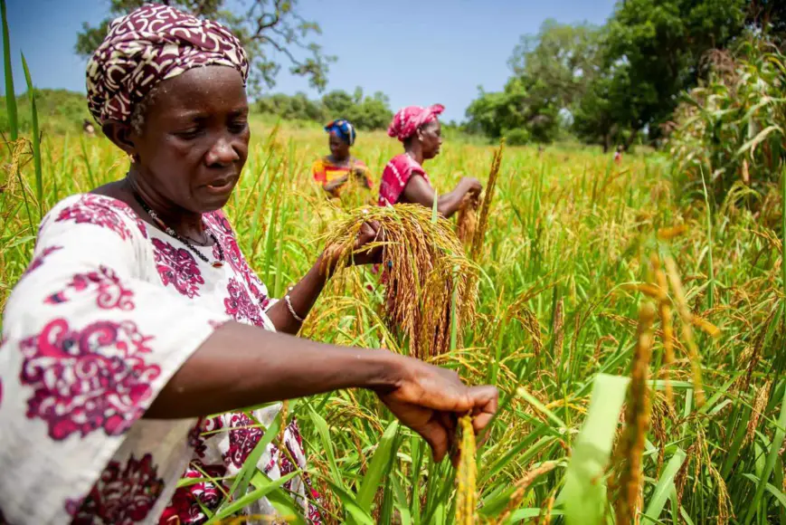 RDC : la BAD accorde un prêt de 260 millions $ pour renforcer le secteur agricole 