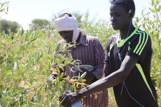 Tchad – L'ANADER forme 600 agriculteurs à Mongo : des techniques éprouvées pour booster les rendements