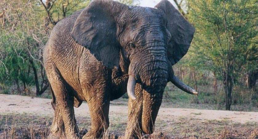 Tchad : le parc Zah Soo, géré par Noé Conservation, vient de fêter ses 2 ans