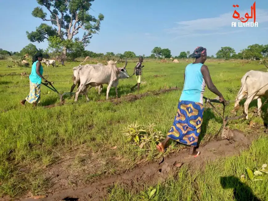 Tchad : comment faire pour attirer les jeunes dans le monde agricole ?