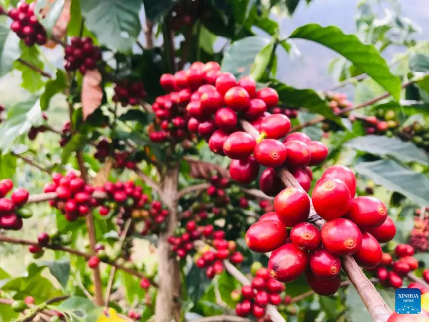 This photo taken on March 5, 2021 shows coffee fruits at Baoshan Beaton Coffee Farm in southwest China's Yunnan Province. (Xinhua)