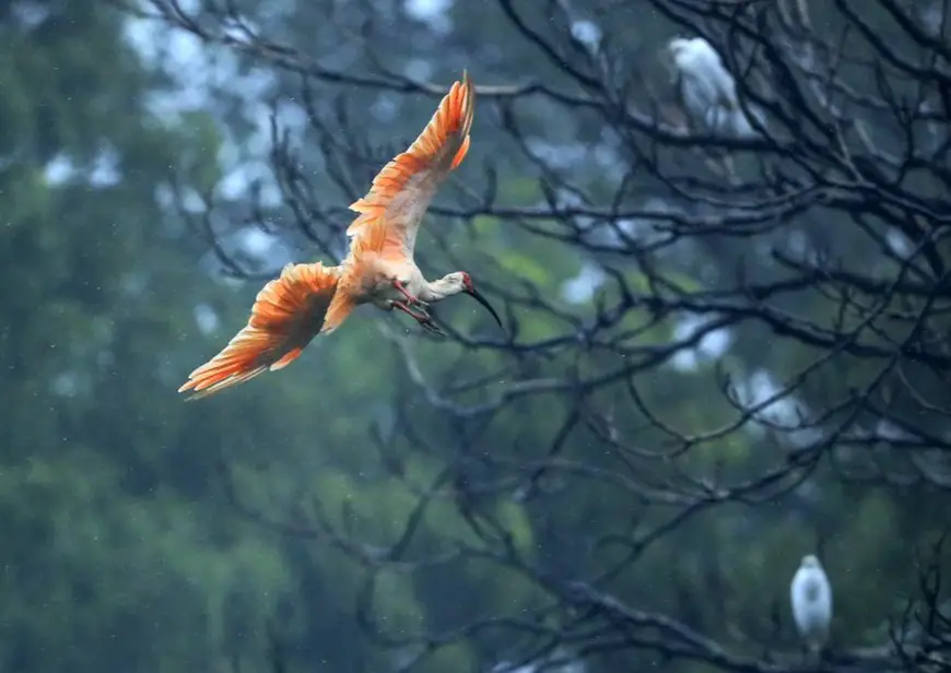 A crested ibis flies near Chenjia Village of Yangxian County, northwest China's Shaanxi Province, Aug. 1, 2020. (Xinhua/Lan Hongguang)