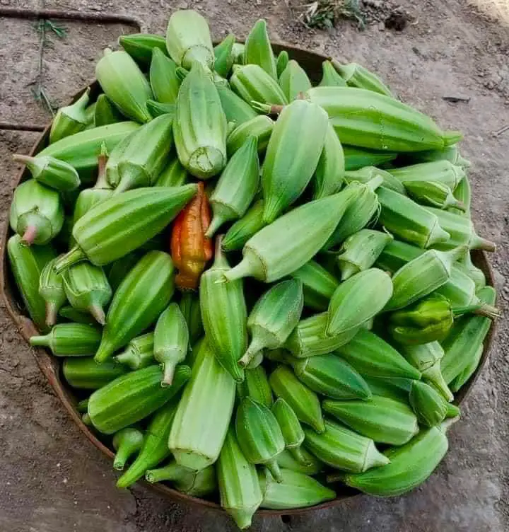 Tchad : Immersion au cœur de la saison des pluies - Une nature luxuriante vous attend !