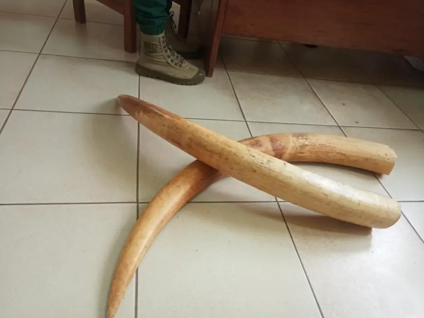 Cameroun : deux ingénieurs informaticiens arrêtés en possession de défenses d'éléphants