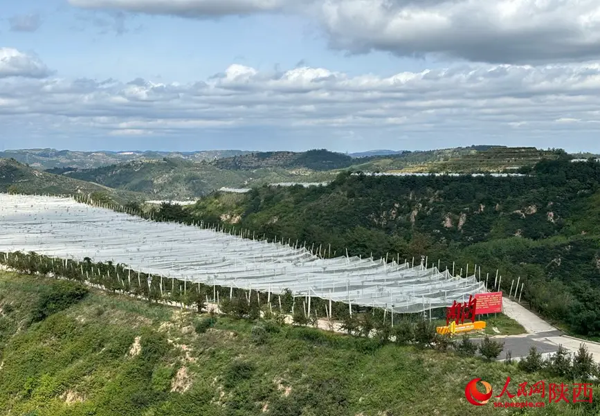 An apple orchard in Nangou village. (Photo by Wu Defeng/People.cn)