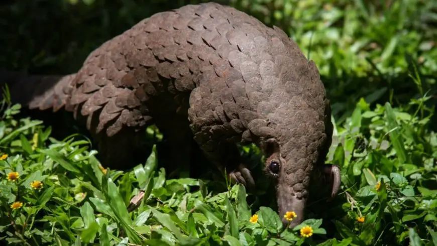 Le pangolin d’Afrique en danger