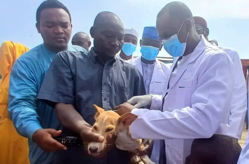 Tchad : Vaccination gratuite des chiens contre la rage à N'Djamena