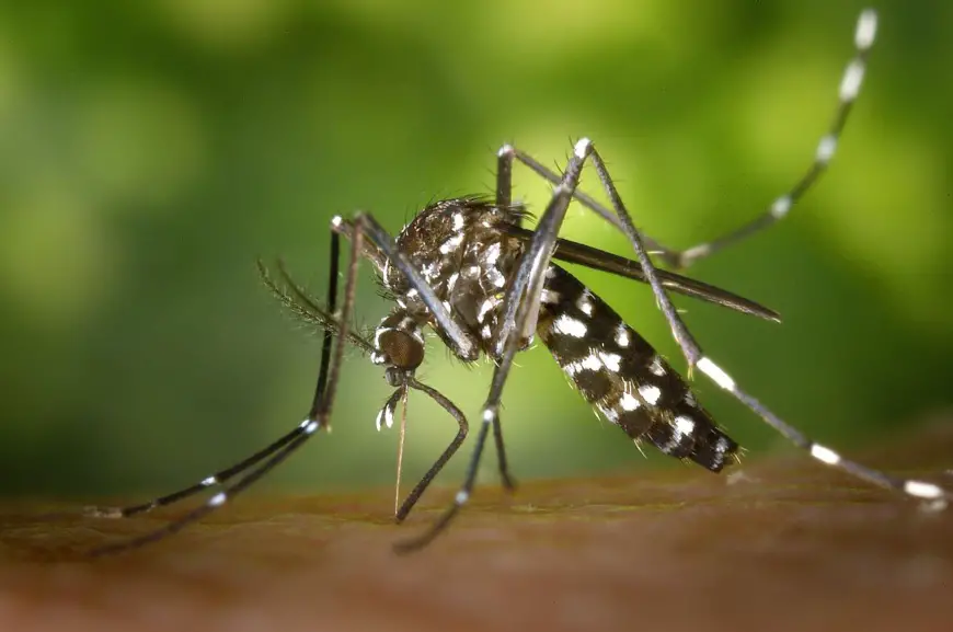 Tchad : à la fin de la saison des pluies, le paludisme devient une menace pour la santé