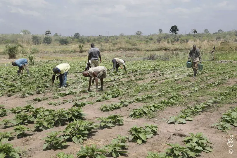 Côte d'Ivoire- Sécurité Alimentaire : Le gouvernement renforce la production agricole