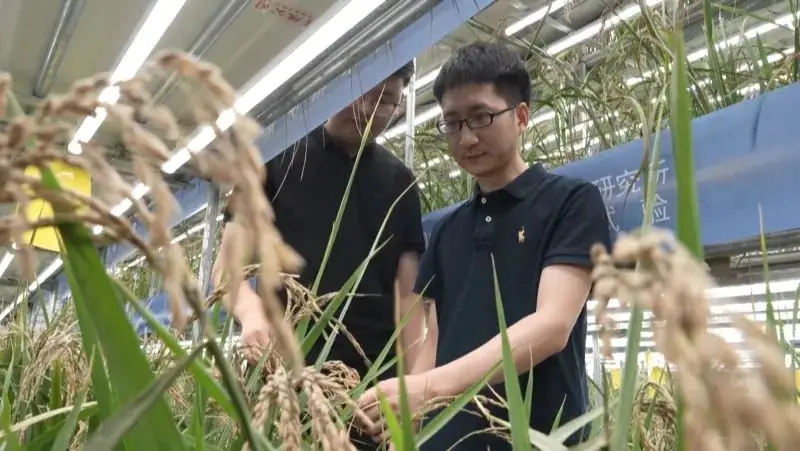 Researchers with the Institute of Urban Agriculture (IUA) of the Chinese Academy of Agricultural Sciences (CASS) observe the rice growth at a speed breeding base in Hotan prefecture, northwest China's Xinjiang Uygur autonomous region. (Photo courtesy of the media center of Hotan prefecture)