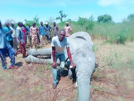 Tchad : SOS Éléphants plaide pour la protection des éléphants et condamne les violences contre une dame