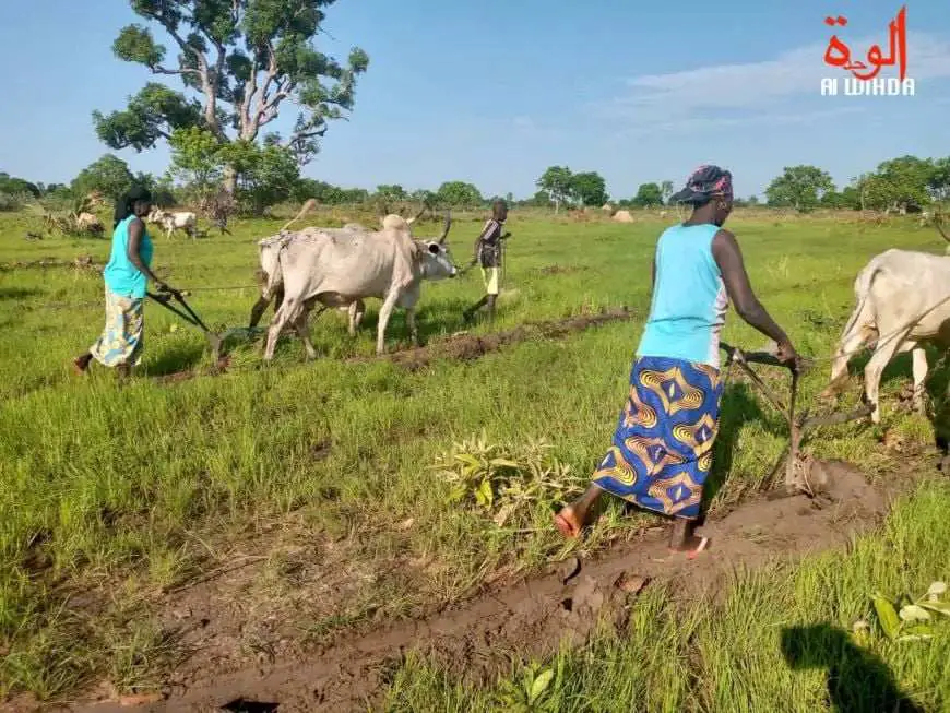 Des femmes labourent un champ au sud du Tchad. © Alwihda/Archives