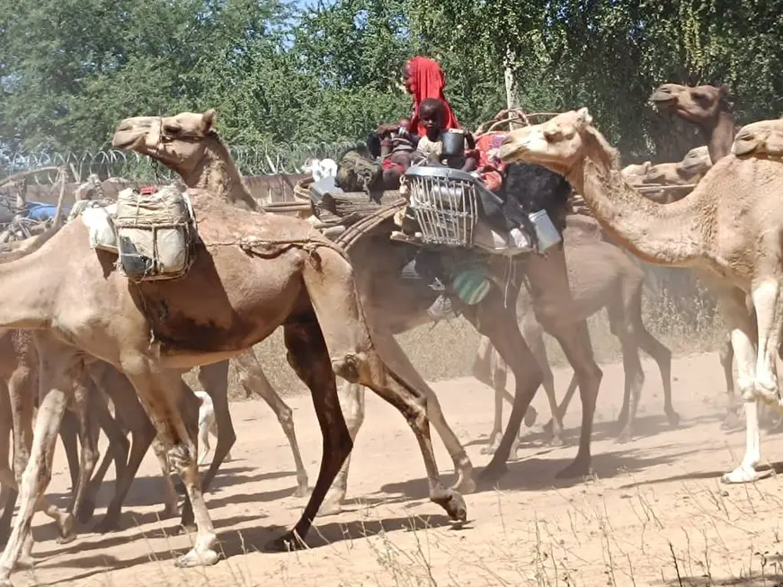 Tchad : La transhumance, un défi permanent dans le Batha